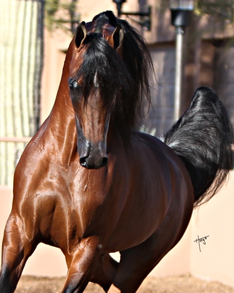 Aria Egzalt - Arabian Stallion